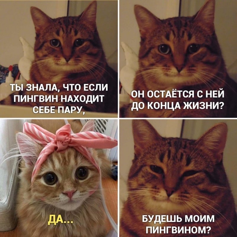 Добрые мемы с котами