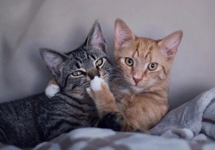 Два кота разговаривают