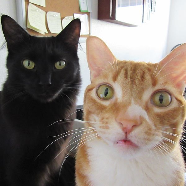 Кот говорит