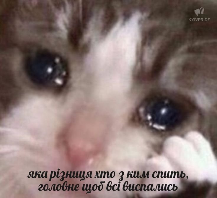 Грустный котенок Мем