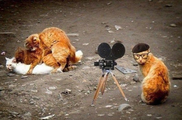 Кот на съемках