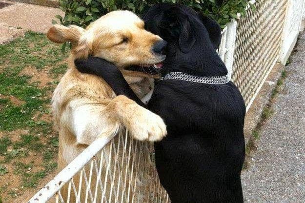 Два песика обнимаются Мем