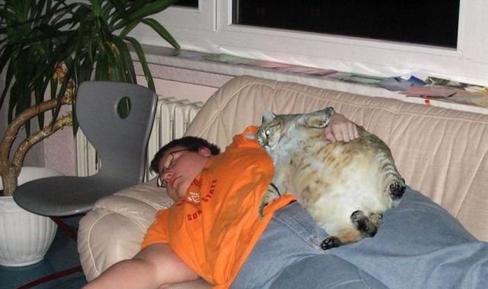 Спящий толстый кот