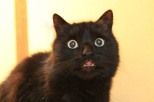 Кошка в испуге