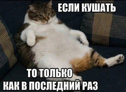Толстый кот объелся