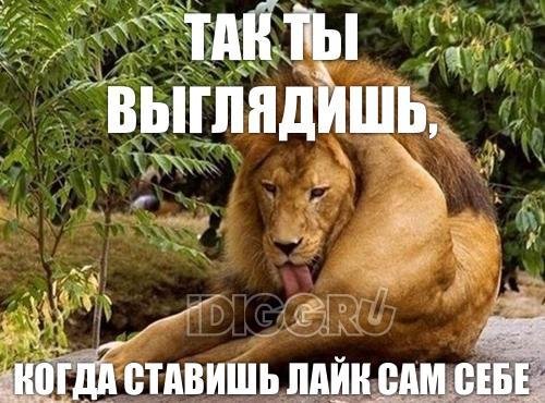 Сам себе поставил лайк Лев