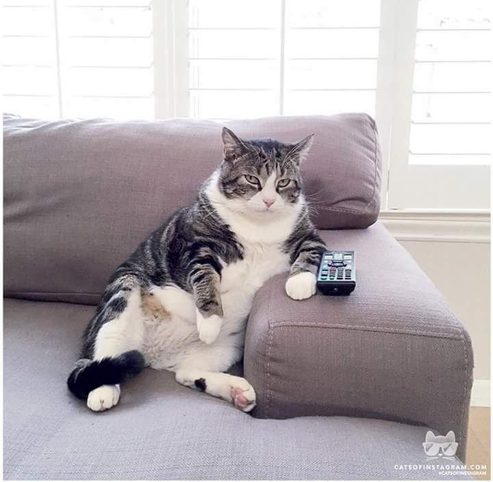 Диван кошка