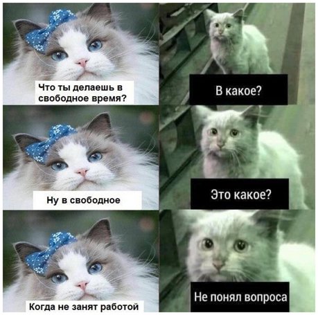 Мем коты свободное время