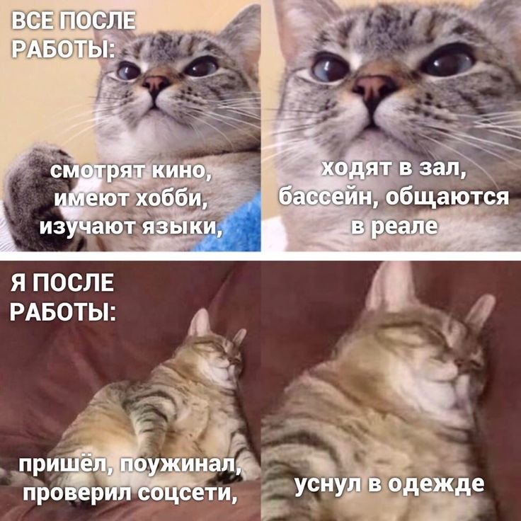 Смекешни мемы с котиками