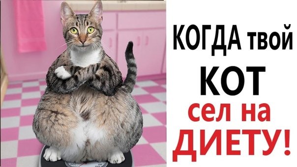 Ржака про котов до слёз