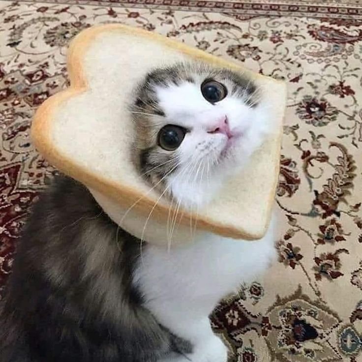 Прикольные котики