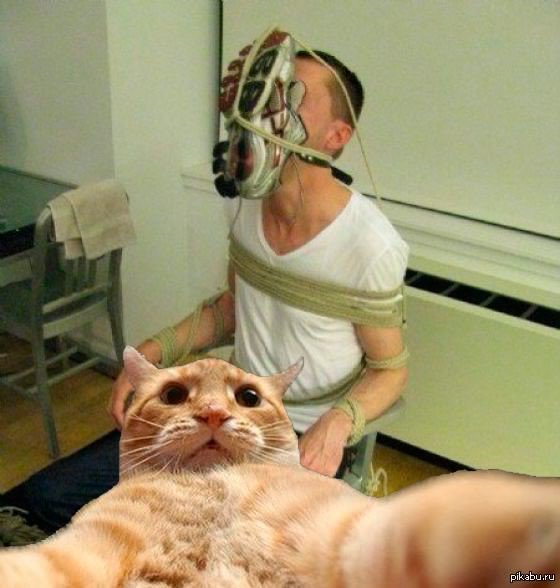 Связанный кот веревками