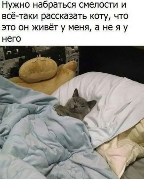 Толстый кот под одеялом