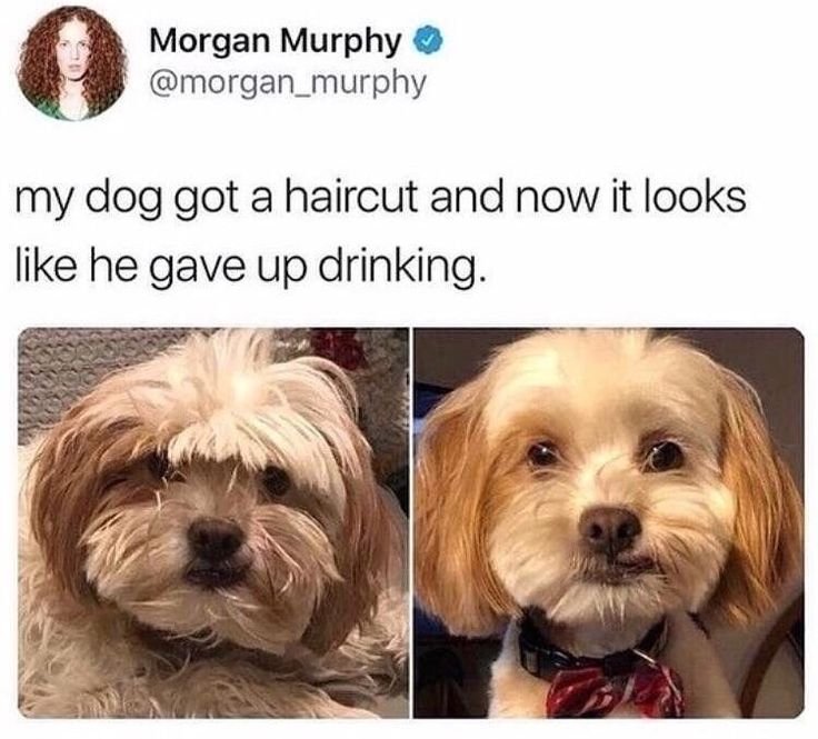 Собаки похожие на людей