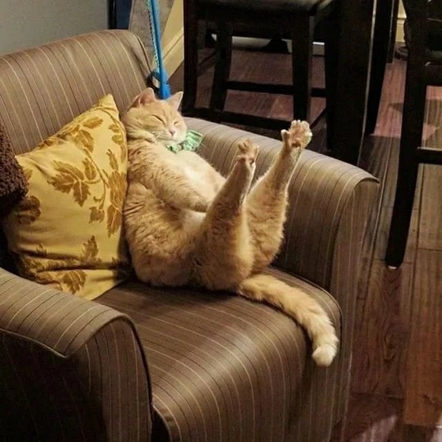 Диван кошка