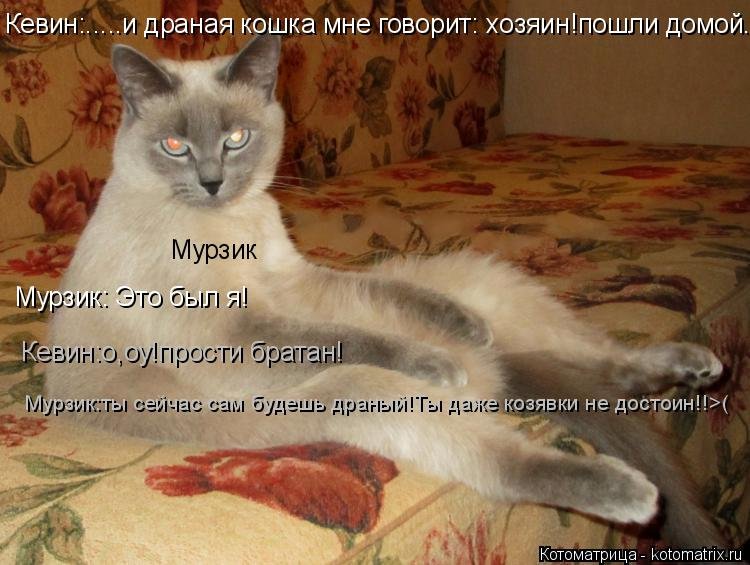 Кот Мурзик и хозяин