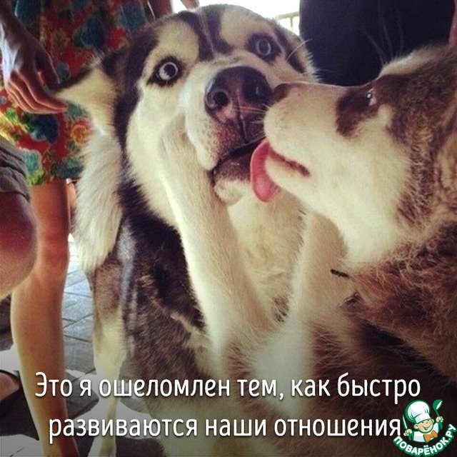 Собака целует