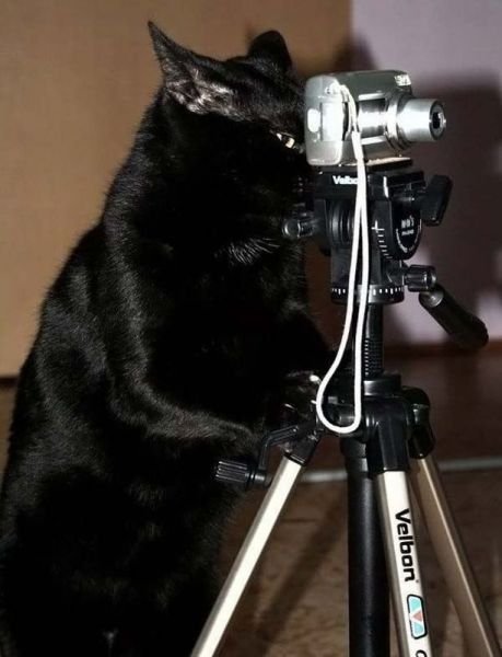 Кот с фотокамерой