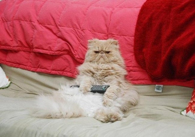 Диван кошка