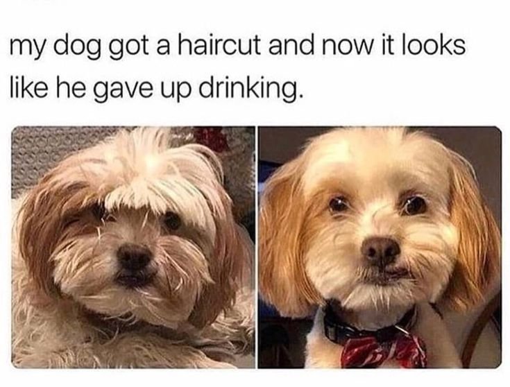 Собака похожая на человека Мем