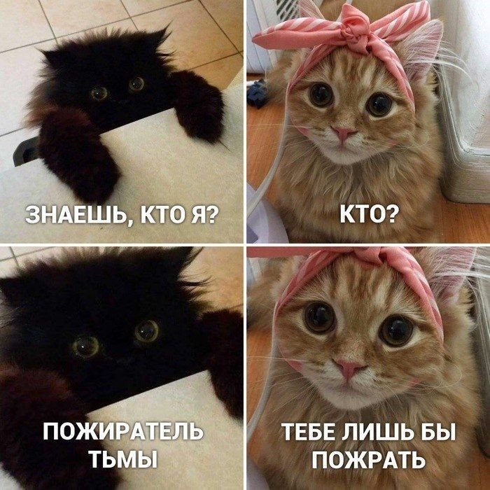 Смекешни мемы с котиками