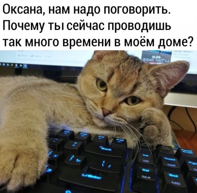 Коты на работе