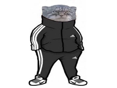 Кот в адике