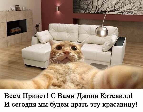 Джонни Кэтсвилл и собаки