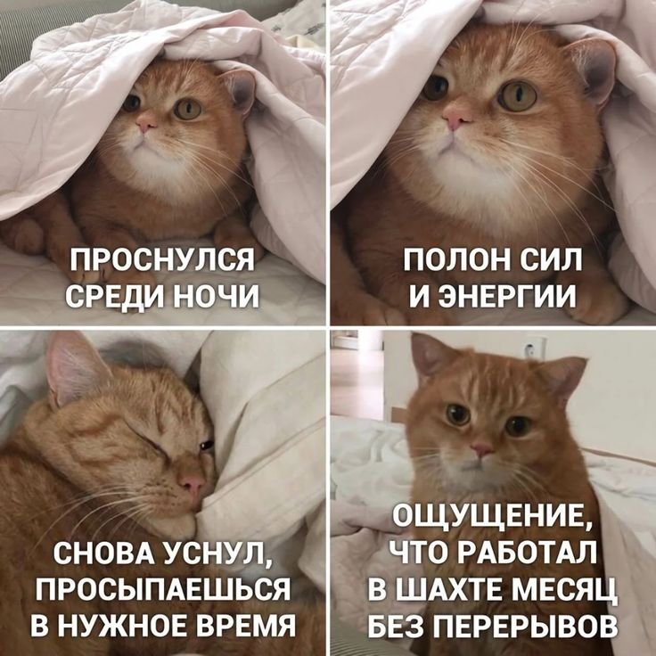 Коты мемы с надписями