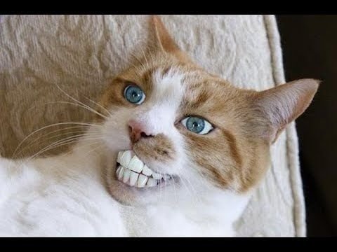 Кот улыбается