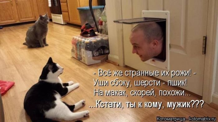 Кот юмор