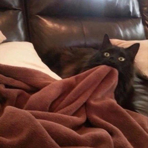 Кот под одеялом