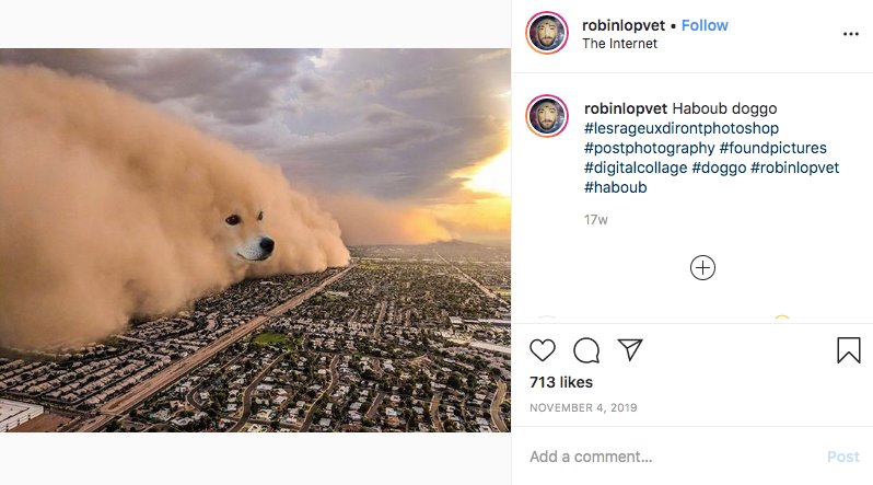 Песчаная буря собака