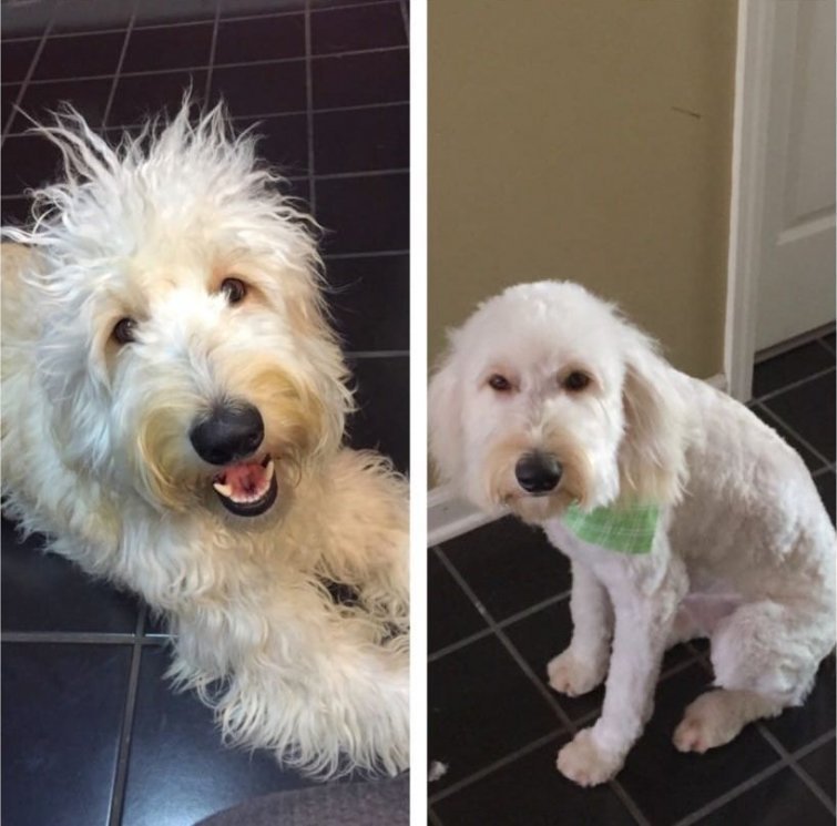 Собака после стрижки