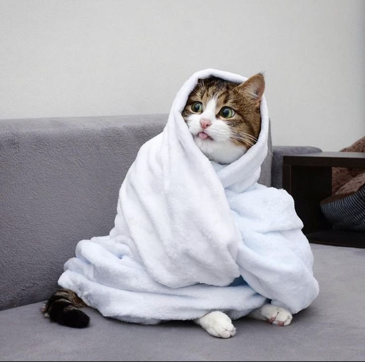 Кот в одеяле