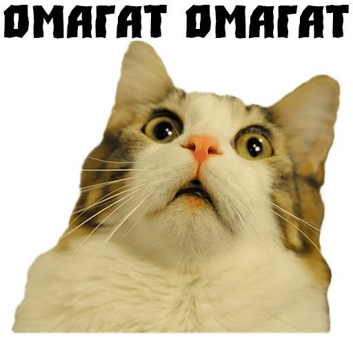 Смешная морда кота