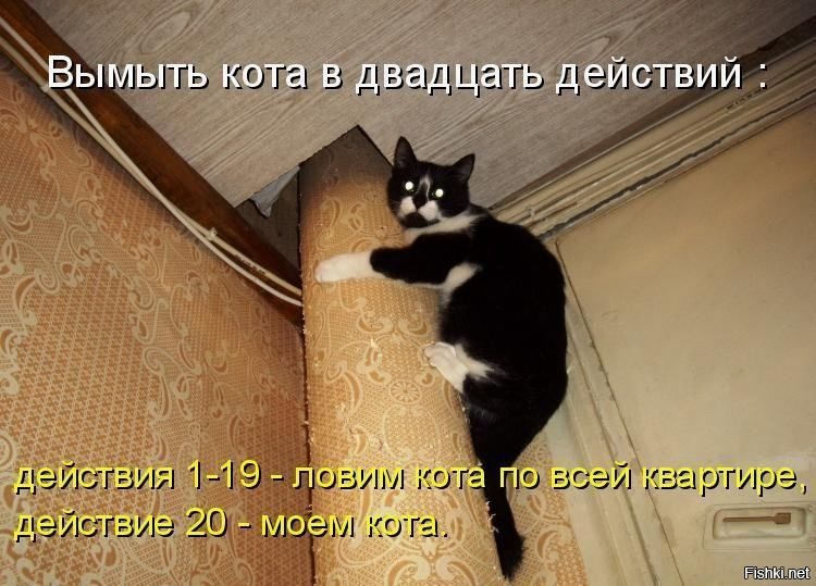 С котами хозяин и мурзик