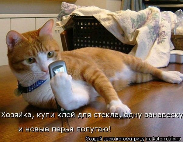 Рыжий кот говорит по телефону