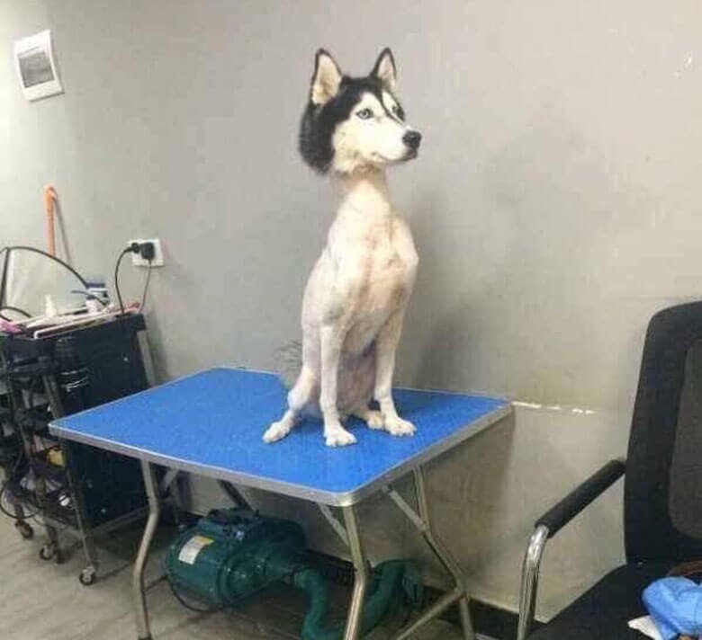 Собака после стрижки