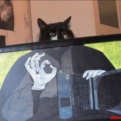 Коты мемы класс