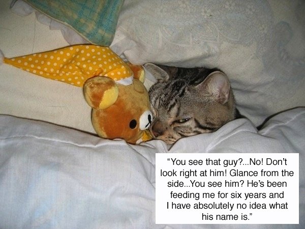 Котенок под одеялом