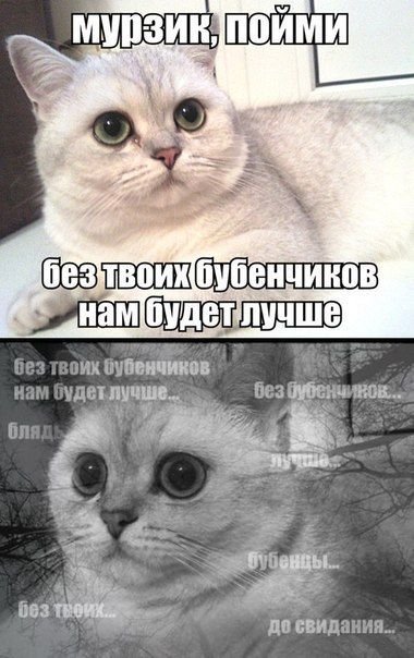 Кот без бубенцов
