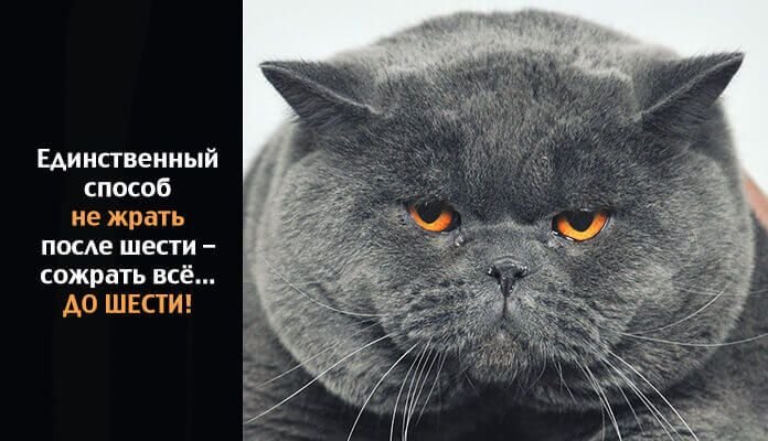 Смешные британские коты