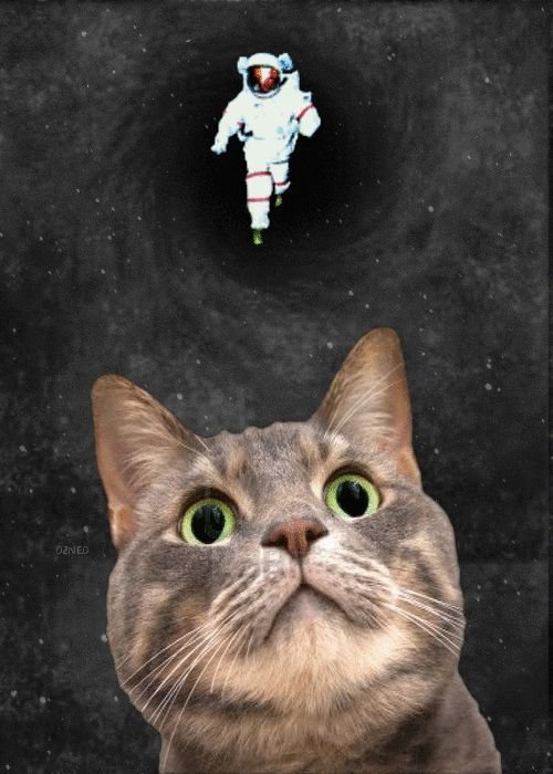 Крутые коты в космосе