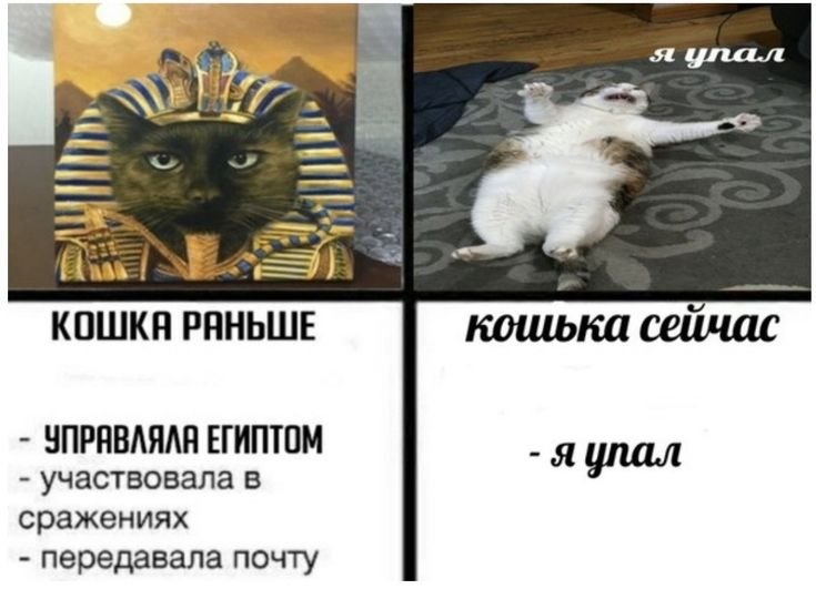 Коты раньше коты сейчас