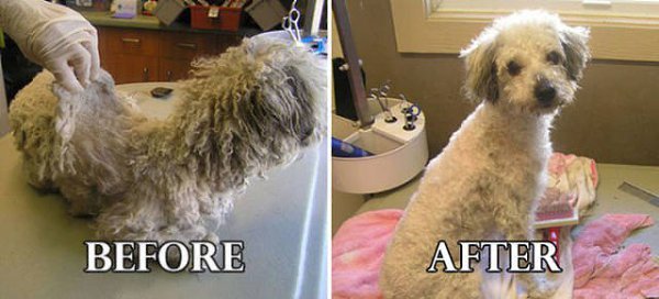 Груминг собак до и после