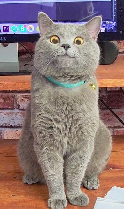 Смешные британские коты