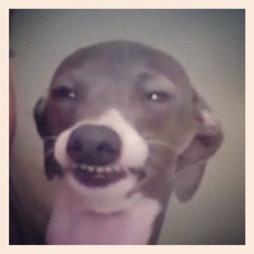 Собака Кермит Джена Марблс