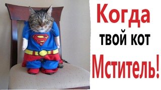 Доми шоу хозяин