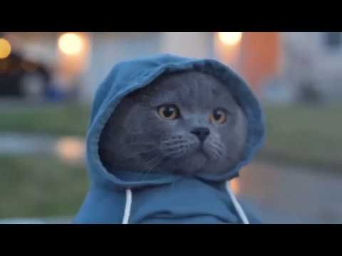 Кот Майкл AARONSANIMALS